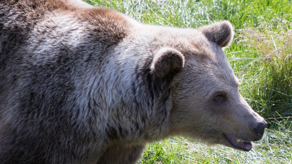 Björnens mun avslöjar människans användning av antibiotika. Arkivbild.