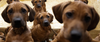 Varnar: Hundsmugglare får fri lejd