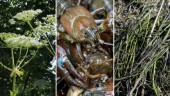 Flera invasiva främmande arter omöjliga att utrota i Sörmland