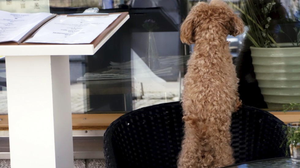 Signaturen Allergiker tycker att hundens rätta plats är utanför restaurangfönstret.