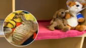 Gravt utmärglad hund dog efter månader av svält – nu misstänks Eskilstunakvinna för djurplågeri