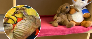 Gravt utmärglad hund dog efter månader av svält – nu misstänks Eskilstunakvinna för djurplågeri