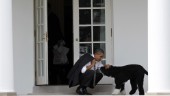 Obamas Vita huset-hund Bo är död