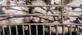 10 skäl varför du ska sluta äta kött just i dag