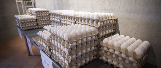 Fräck äggkupp mot gårdsbutik – tjuvar försvann i mörkret med 900 färska ägg 