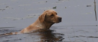 Labradoren Holly i Södermanland ställer upp när Sveriges mest populära hund inte syns till