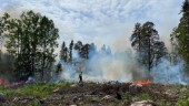 Brandrök i Söderfors lockar pyrofila insekter