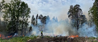 Brandrök i Söderfors lockar pyrofila insekter