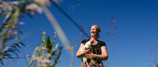 Kycklingar på grönbete  – ger bra mat och odlingsmark