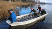 Tonvis med fisk tas upp ur Hargsjön – sedan fraktas den till Linköping