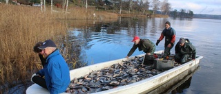 Tonvis med fisk tas upp ur Hargsjön – sedan fraktas den till Linköping