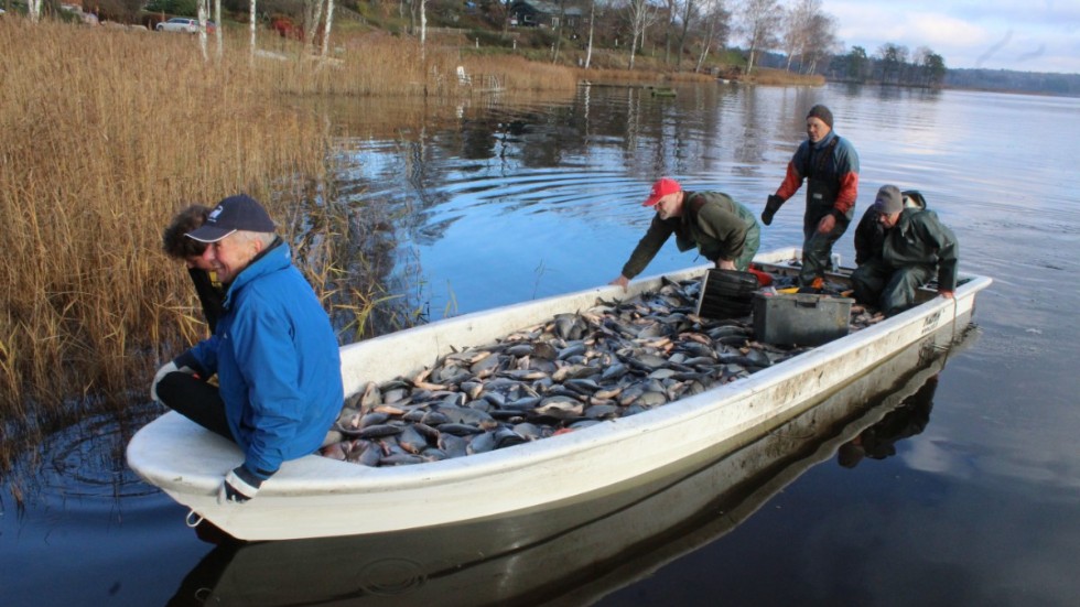 Ett skepp kommer lastat – med skräpfisk. Reduktionsfisket i Hargsjön ska hjälpa sjön att nå balans när det gäller arter, storlekar och näringsämnen.
