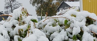 Första snön kom rekordtidigt till Haparanda