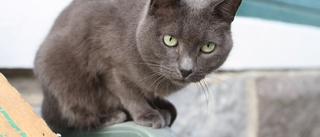 Lag kan tvinga kattägare att registrera sina djur: "Det blir svårare för folk att dumpa katter"