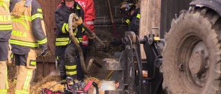 Brand i ladugård – 20-tal ungdjur evakuerades