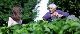 Rolf har odlat jordgubbar i Sikfors i närmare 50 år