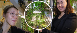 Färska Luleåföretaget odlar grönsaker – med spillvärme från datacenter