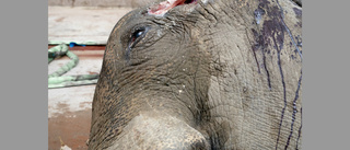 Avelsrike elefanten Chang kunde inte räddas