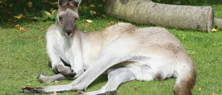 Känguru hemma – efter två månader på rymmen