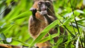 Nästan alla lemurer hotas av utrotning