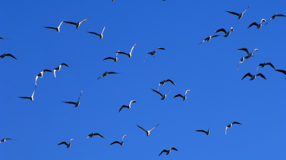 Vindkraften står för en mycket liten del av antalet dödade fåglar i naturen, menar skribenten som oroar sig mer över att klimatomställningen tar för lång tid.