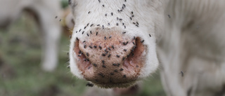 Magra kor och döende tjurar – nu får ägaren djurförbud