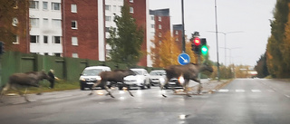 Se: Älgko travar runt med kalvar – mitt i trafiken