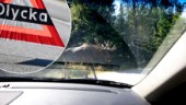 Polisen varnar för viltolyckor på länets vägar