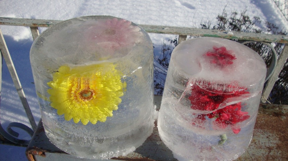 Blommande iskubsprydnader. Bo Sonelins tips: Lägg några blommor (gärna konstgjorda) i en vattenfylld hink och ställ ut i nattkylan. Låt den frysa och stjälp sedan upp den som prydnad utomhus.  (Sedan kommer våren!)