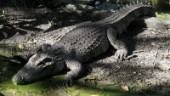 Sällsynt siamesisk krokodil siktad