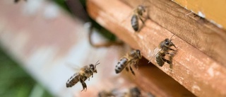 Olagliga bikupor på annans mark