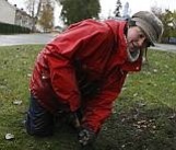 Krokusplantering för ett vackrare Tierp