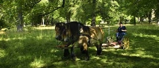 Slåtter i Engelska parken