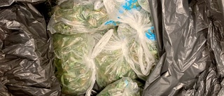 Hyresgäster klagade på stanken – då städades cannabisodling bort innan polisen kom: ”Ett av rummen var fullt med mögel”