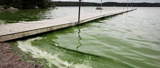 Kommunen varnar för alger