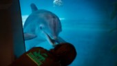 Kolmården lägger ner delfinariet ✔Tolv delfiner måste lämna ✔Här är djuren som kan ersätta