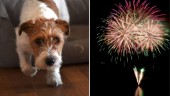Allt fler husdjur äter antidepressiva – används vid separationsångest och på nyår: "Finns hundar som skakar av rädsla"