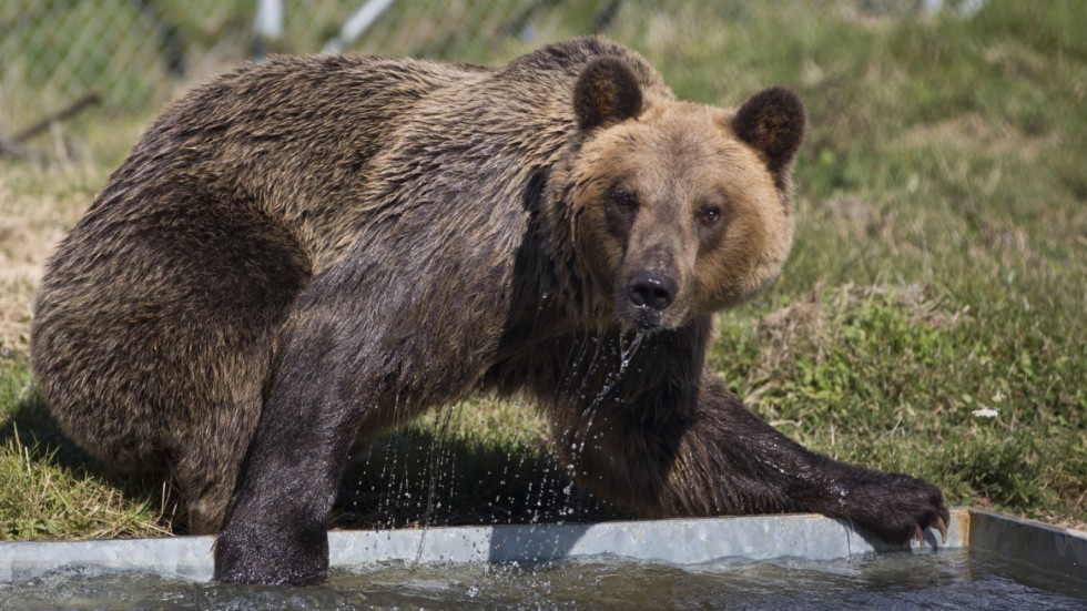 Arkivbild på en brunbjörn i fångenskap.