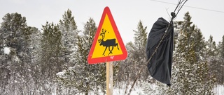 Två viltolyckor inom loppet av några minuter