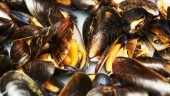 Svenska musslor får EU-skydd