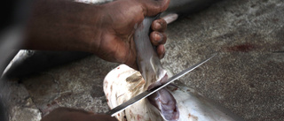 Hajfenor värda miljoner stoppade i Panama
