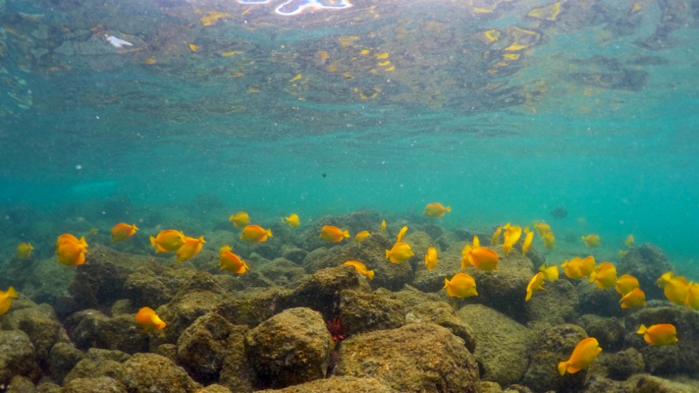 Koraller lever farligt när haven blir varmare. Arkivbild.