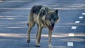 Länsstyrelsen beviljar skyddsjakt på närgången varg i östra Sörmland