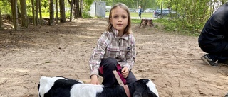 Maja, 7, tog med sig kalven till skolans djurdag: "En supermysig tradition"