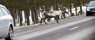 Plåtskador efter krasch med ren