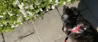 Blommor i solnedgångsfärger – för min dödsdömda hund