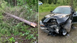 Vansinnesfärd i villaområde utanför Skellefteå: Mejade ner nio meter hög gran – med bilen full av passagerare