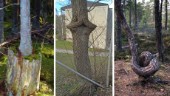 Dags att utse Årets knasigaste träd i Östergötland
