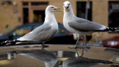 Ficktjuvarnas nya hjälpmedel: Falskt fågelbajs • Nu varnar polisen för fräcka knepet