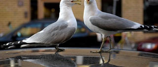 Ficktjuvarnas nya hjälpmedel: Falskt fågelbajs • Nu varnar polisen för fräcka knepet